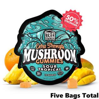 ultimate mushroom chocolate guide⁠